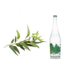 عرق بید