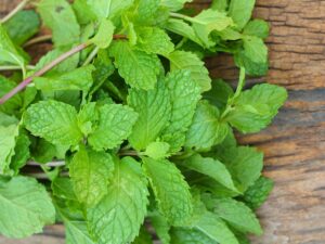 طرزتهیه عرقیات گیاهی