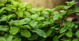 طرزتهیه عرقیات گیاهی
